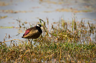 Bird perching on a field