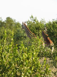 View of horse on field against sky