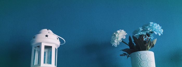 Close-up of white flowering plant in vase against blue wall