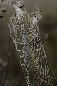 Close-up of spider on web