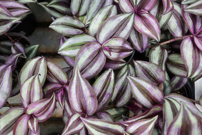 Closeup of varigated leaves on a wandering jew.