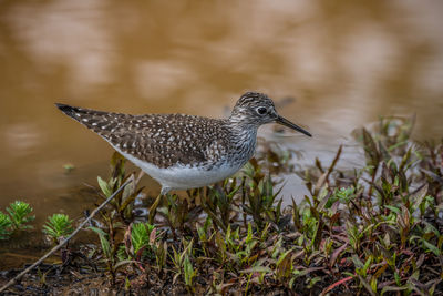 Close-up of bird perching on field