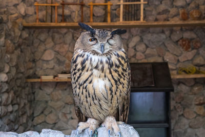 A beautiful barn owl