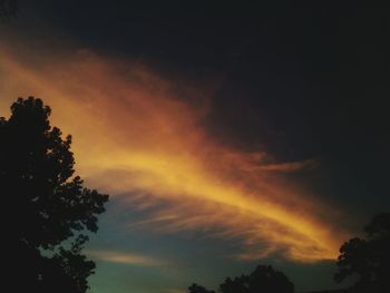 Silhouette of trees at sunset