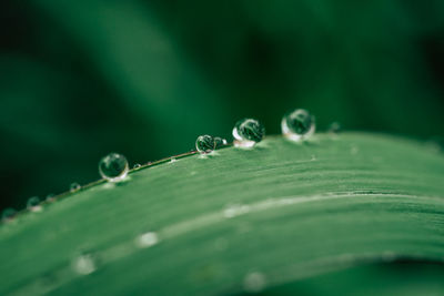 Close-up of water drops on leaf