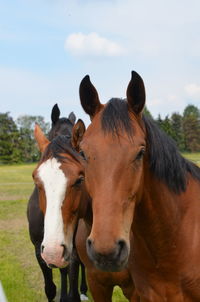 Horses in the field