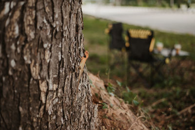 Close-up of lizard on tree trunk