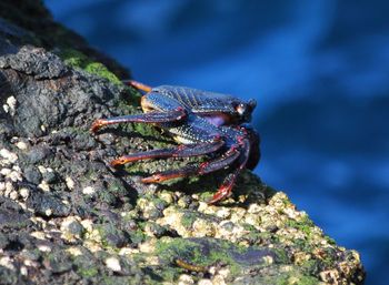 Close-up of insect on tree