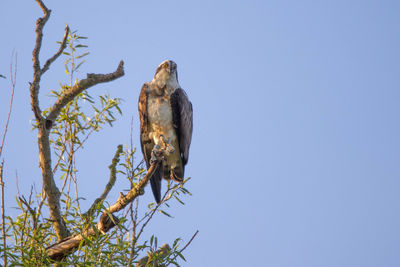 Low angle view of eagle perching on branch against sky