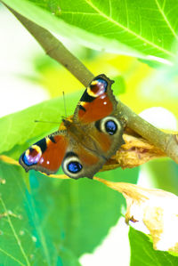 Close-up of butterfly on leaf