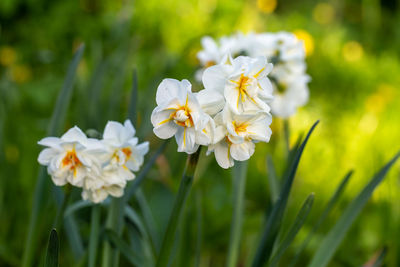 White tender narcissus flowers blooming in spring garden.