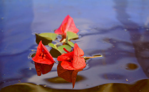 Close-up of red leaves floating on water