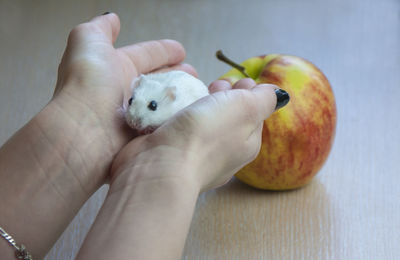 Close-up of hand holding fruit