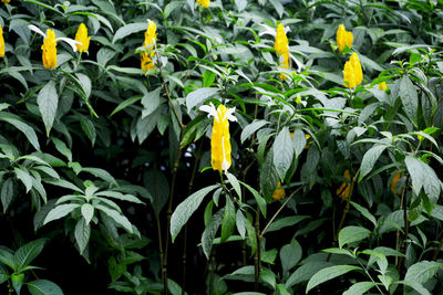 Close-up of yellow flowering plants