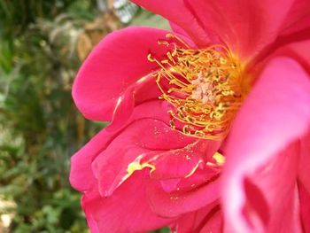 Close-up of pink flower