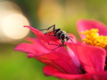 Close-up of insect on red flower
