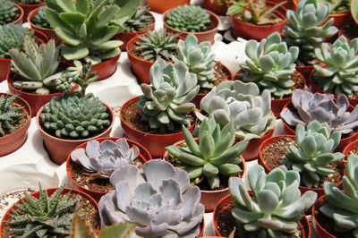 Full frame shot of succulent plants