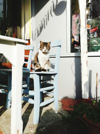 Cat sitting on table