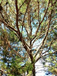 Low angle view of tree