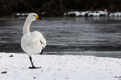 Close-up of swan perching on lake