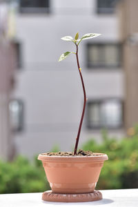 Close-up of potted plant