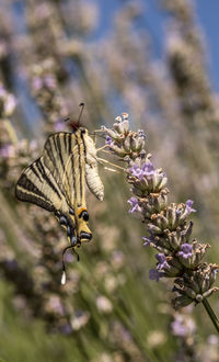 Close-up of butterfly pollinating on purple flower