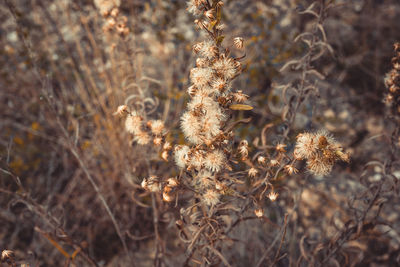 Close-up of wilted plant on field