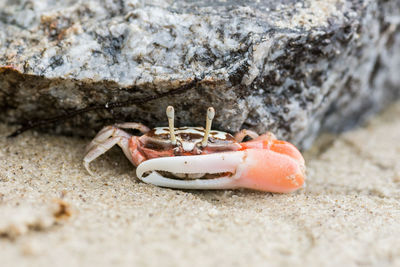 Close-up of crab on beach