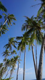 Low angle view of coconut palm trees against sky