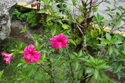 Close-up of pink flowering plants