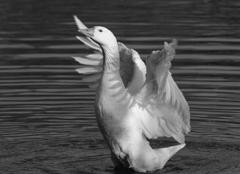 Close-up of bird