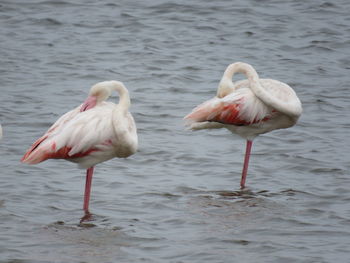 High angle view of two birds in lake
