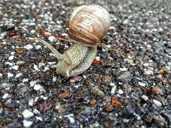 Close-up of snail