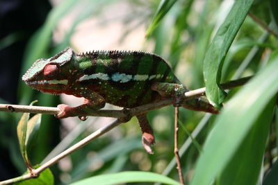 Close-up of chameleon on branch