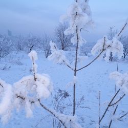 Close-up of snow on tree against sky