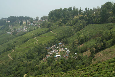 High angle view of trees and buildings