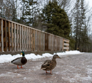 Mapleton park moncton nb