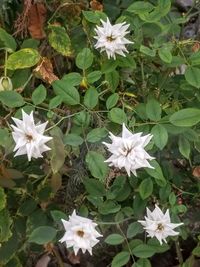 High angle view of white flowering plants