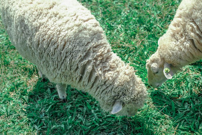 Sheep on grassy field