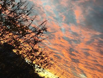 Low angle view of tree against sunset sky