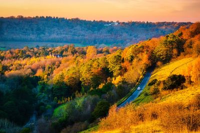 Scenic view of forest during autumn