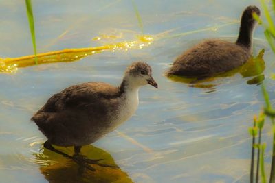 Close-up of duck swimming in lake