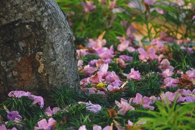 Close-up of pink flowering plants