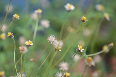 Close-up of flowering plants on land