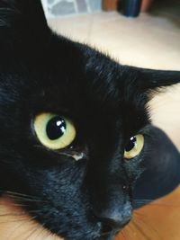 Close-up portrait of cat