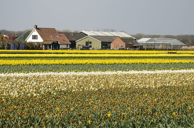 Yellow flowers growing on field by houses against sky