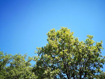 Low angle view of flowering plants against blue sky