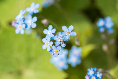 Close-up of flowers against blurred background