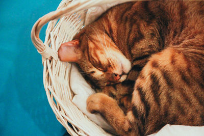 High angle view of cat sleeping in basket