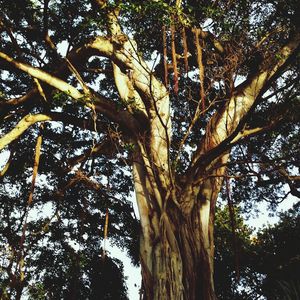 Low angle view of trees against sky